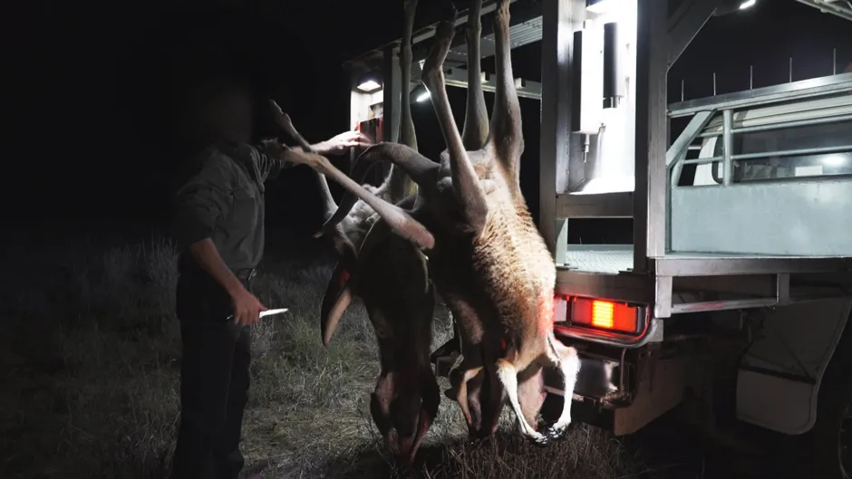 Kaengurujagd_Nacht__c__Hopping_Pictures